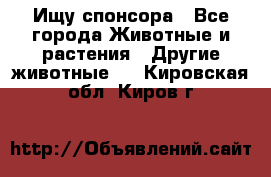 Ищу спонсора - Все города Животные и растения » Другие животные   . Кировская обл.,Киров г.